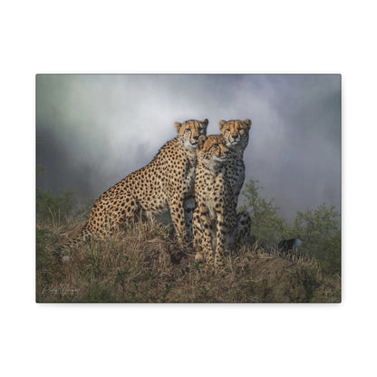 The Watchers – By Photographer Patsy Weingart