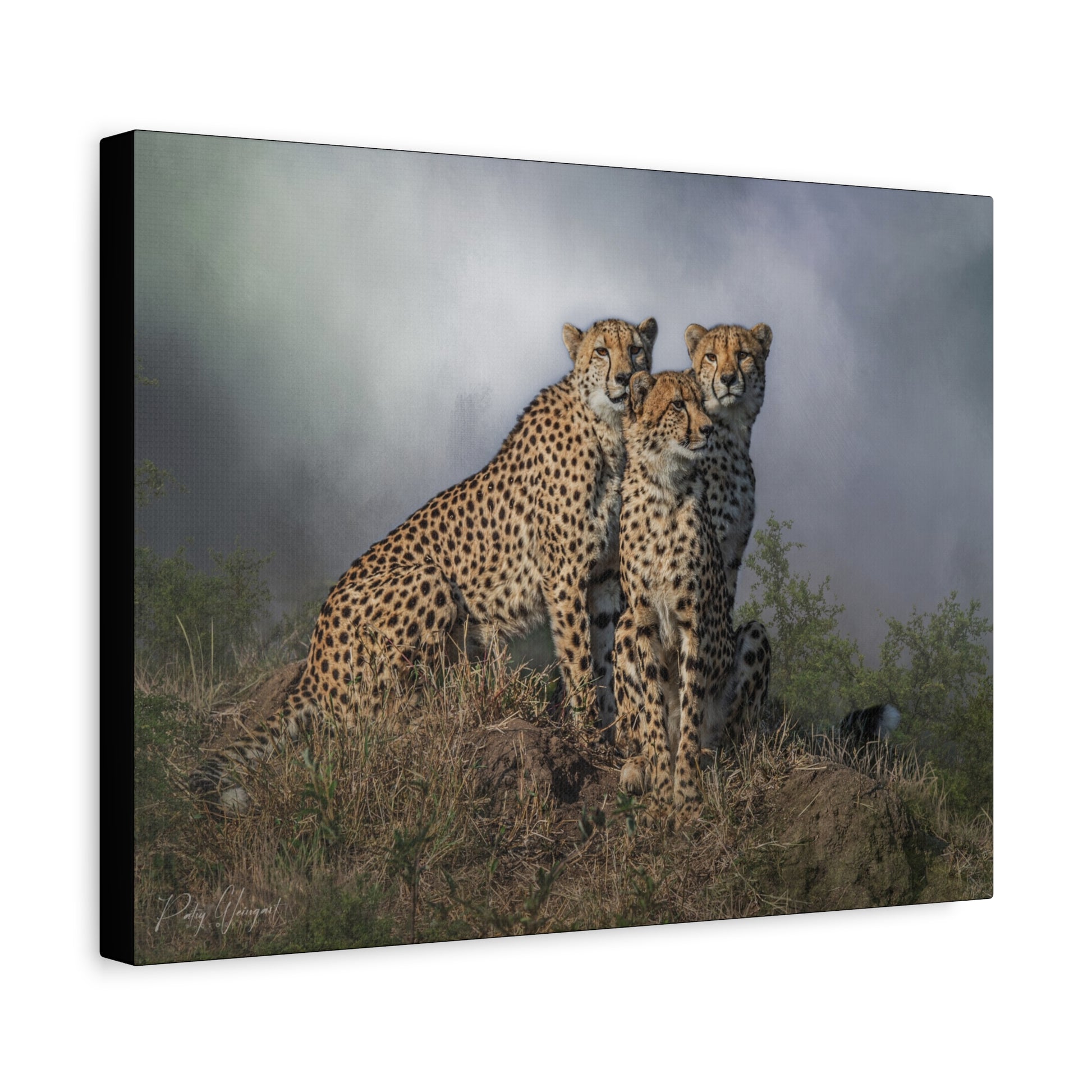 The Watchers – By Photographer Patsy Weingart