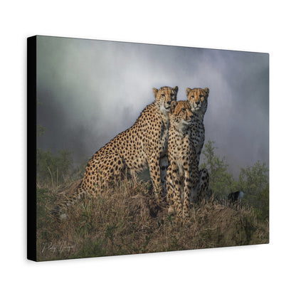 The Watchers – By Photographer Patsy Weingart