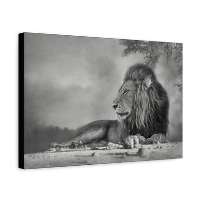 Shaded Monarch – Black and White Resting Lion by Photographer Patsy Weingart