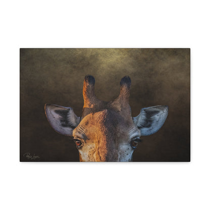 Giraffe Portrait in Golden Light — By Photographer Patsy Weingart