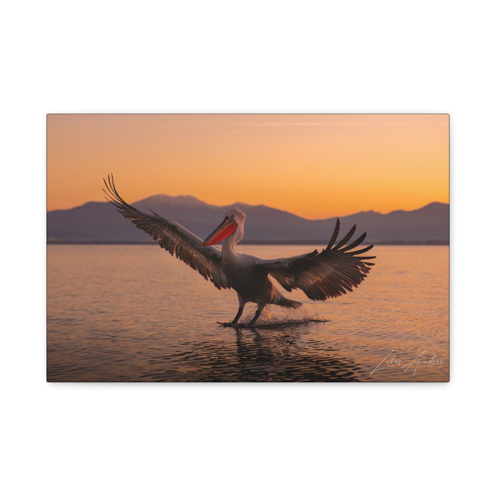 Pelican Over Still Water at Sunset – By Photographer Lukas Andersen