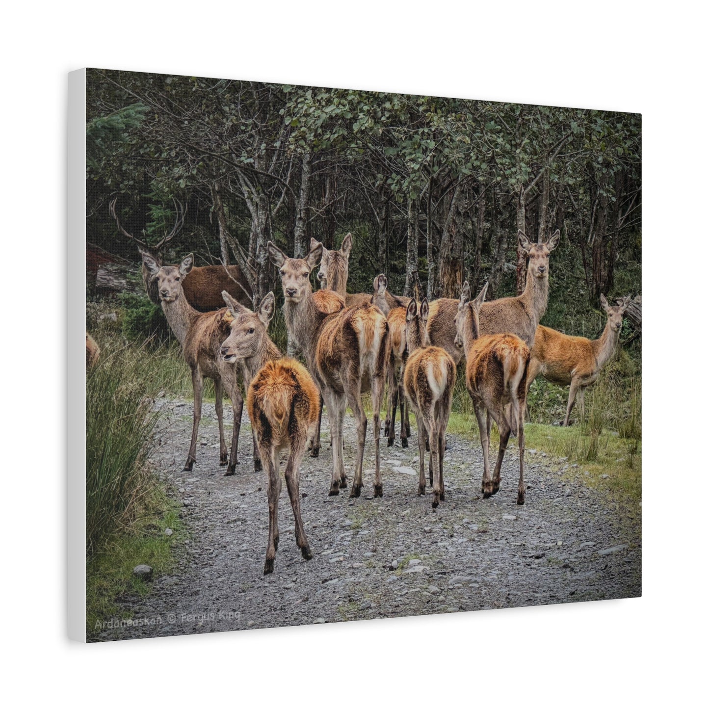 Ardaneaskan Canvas Print – Scottish Wildlife Wall Art by Photographer Fergus King