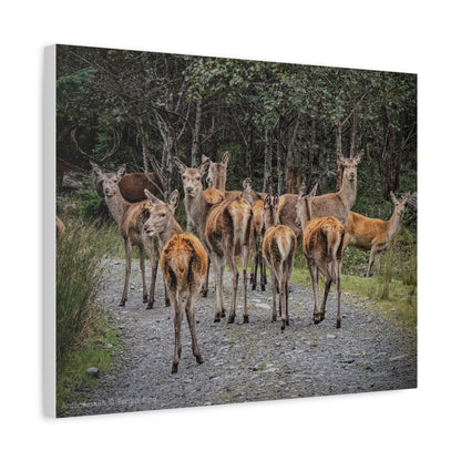 Ardaneaskan Canvas Print – Scottish Wildlife Wall Art by Photographer Fergus King
