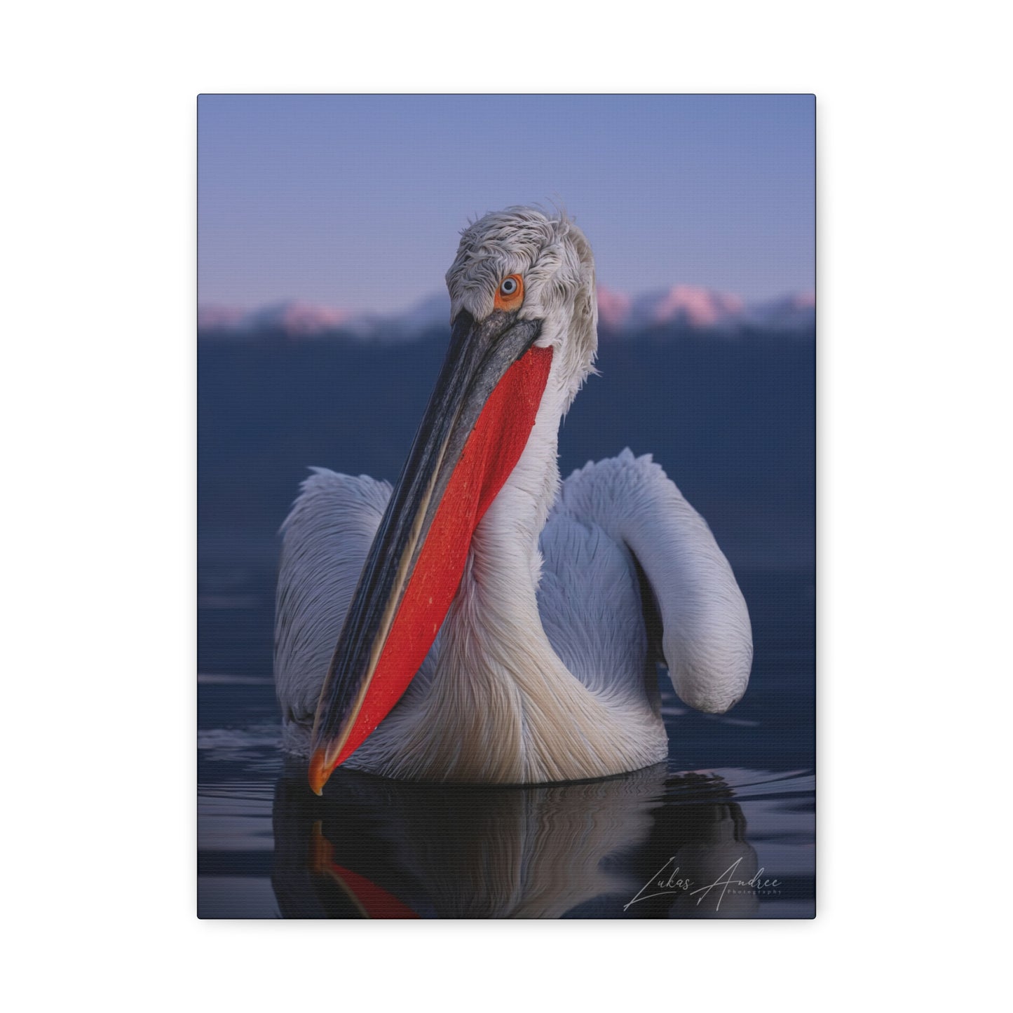 Pelican on Calm Water with Mountain Backdrop — By Photographer Lukas Andersen