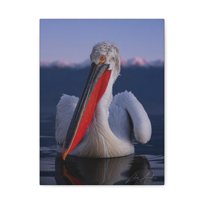 Pelican on Calm Water with Mountain Backdrop — By Photographer Lukas Andersen