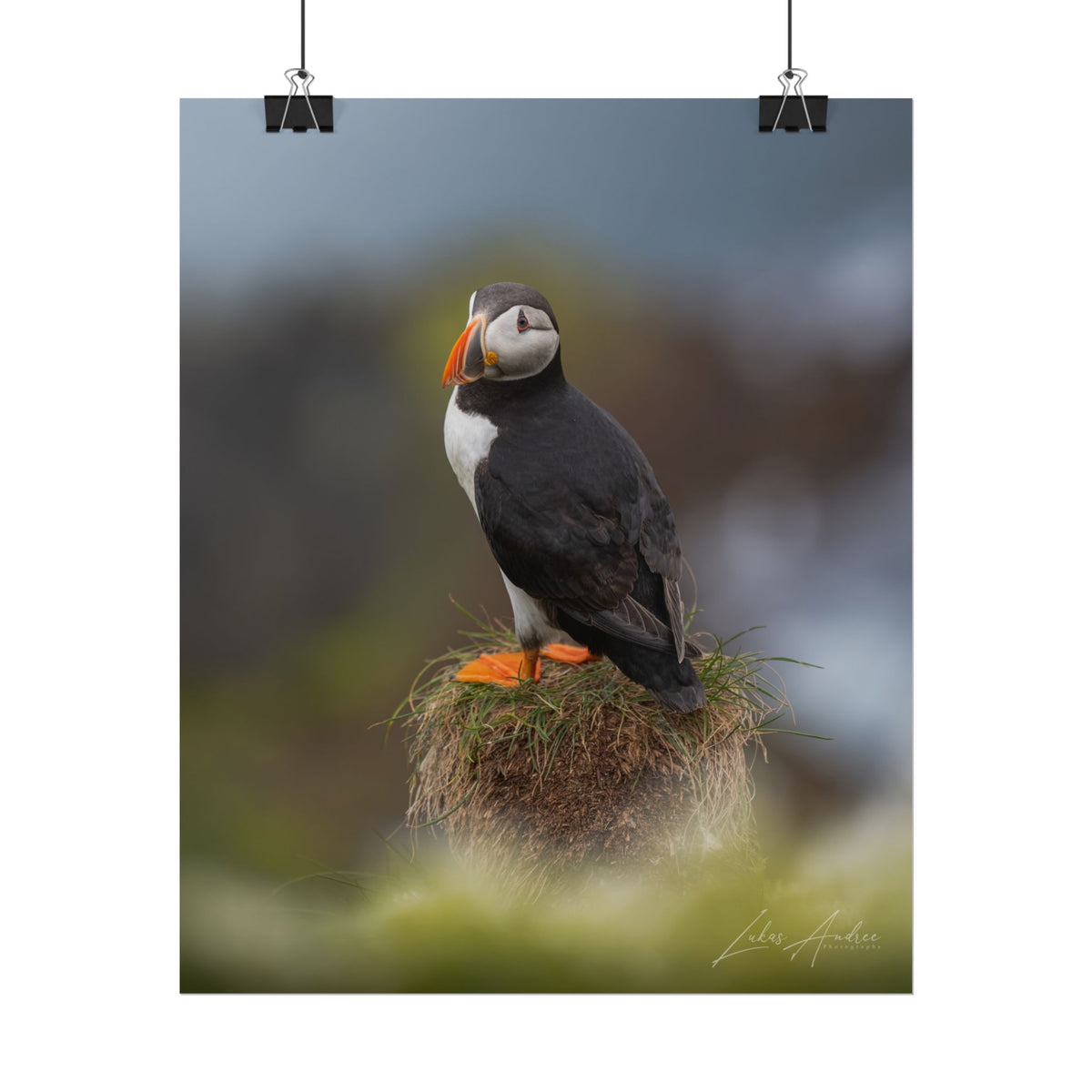 Puffin on the Cliffs Fine Art Print | By Photographer Lukas Andersen