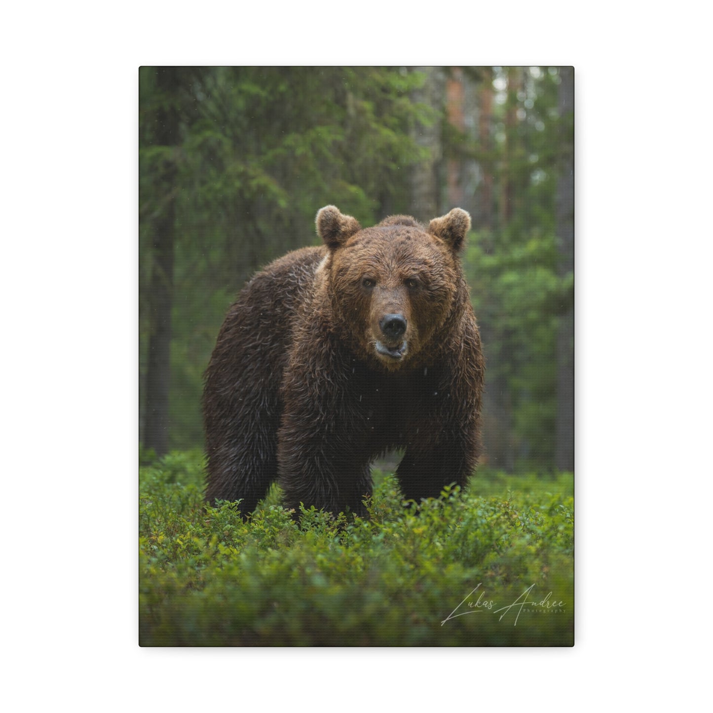 Brown Bear in Forest Light — By Photographer Lukas Andersen