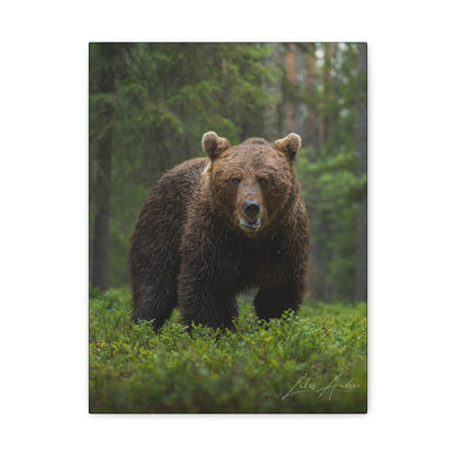 Brown Bear in Forest Light — By Photographer Lukas Andersen