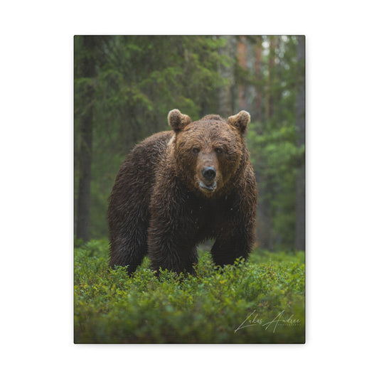 Brown Bear in Forest Light — By Photographer Lukas Andersen