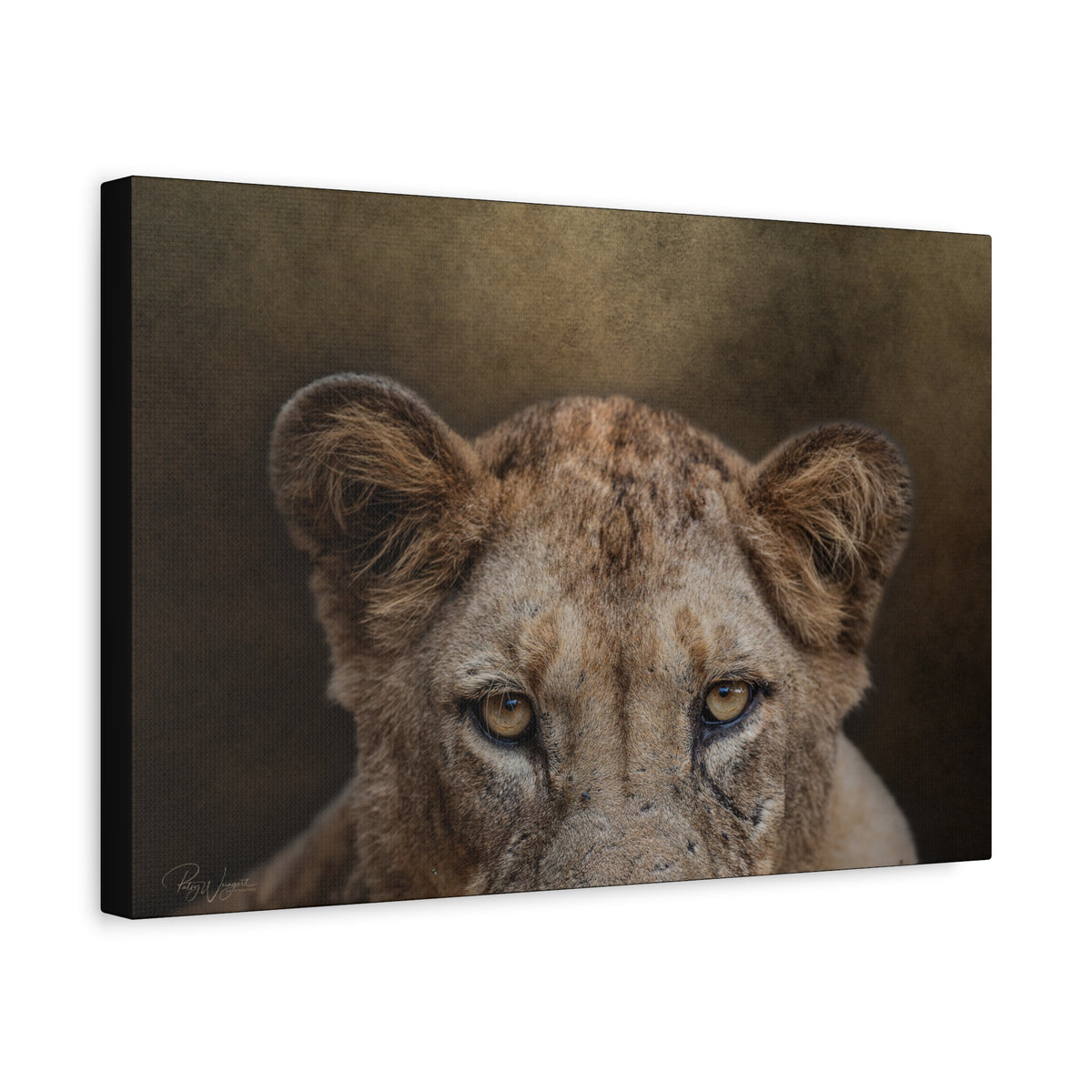 Lioness Portrait in Golden Light — By Photographer Patsy Weingart