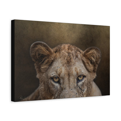 Lioness Portrait in Golden Light — By Photographer Patsy Weingart