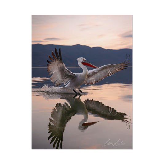 Pelican Landing Fine Art Print | By Photographer Lukas Andersen