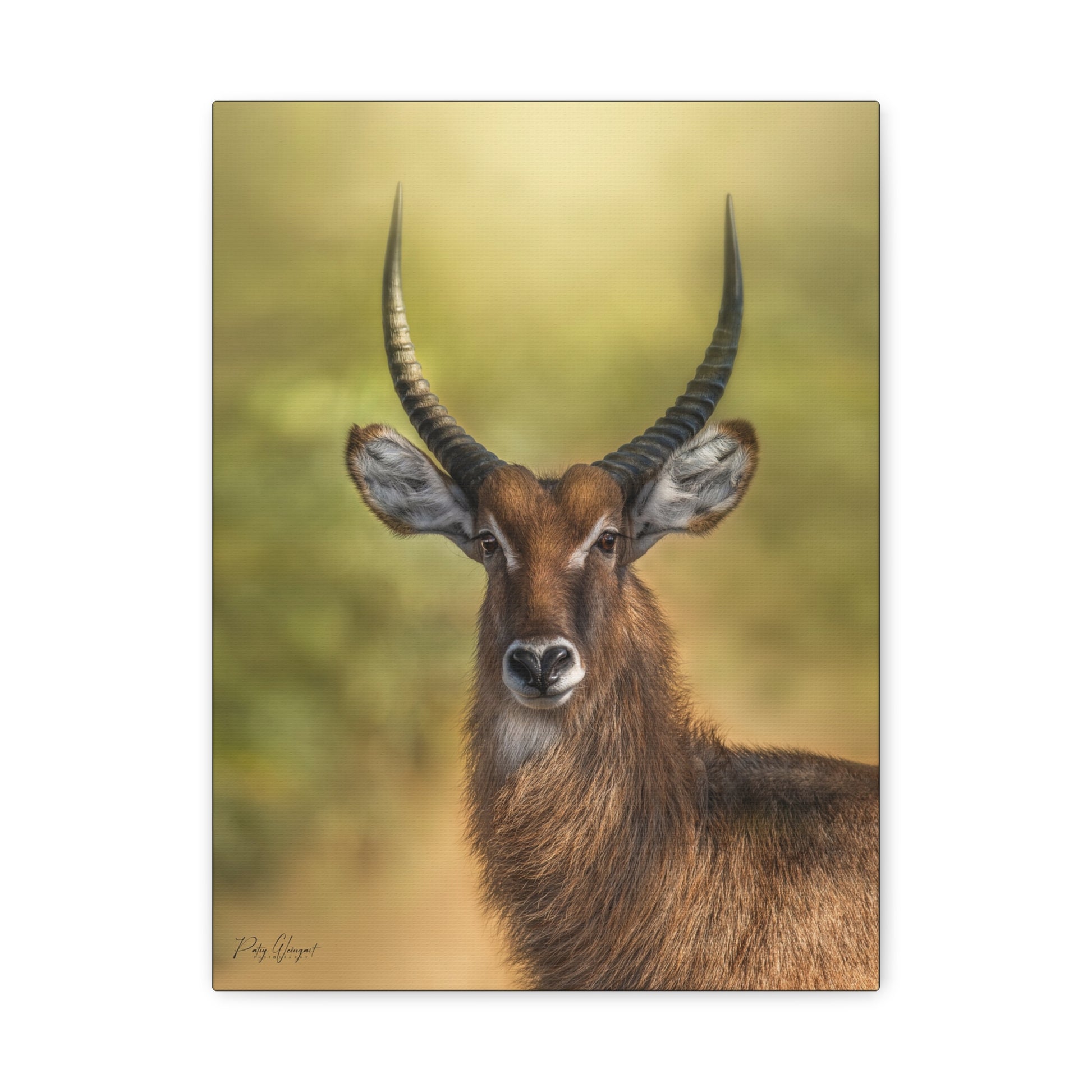 Waterbuck Portrait at Dusk – By Photographer Patsy Weingart