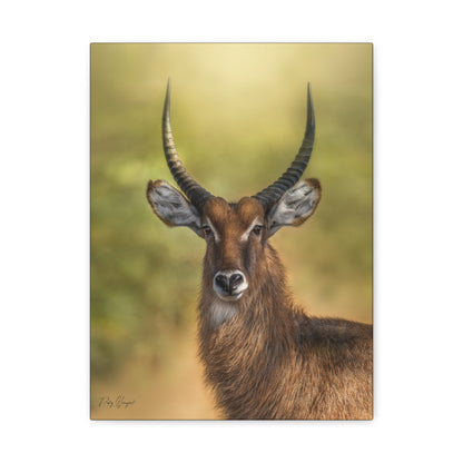 Waterbuck Portrait at Dusk – By Photographer Patsy Weingart