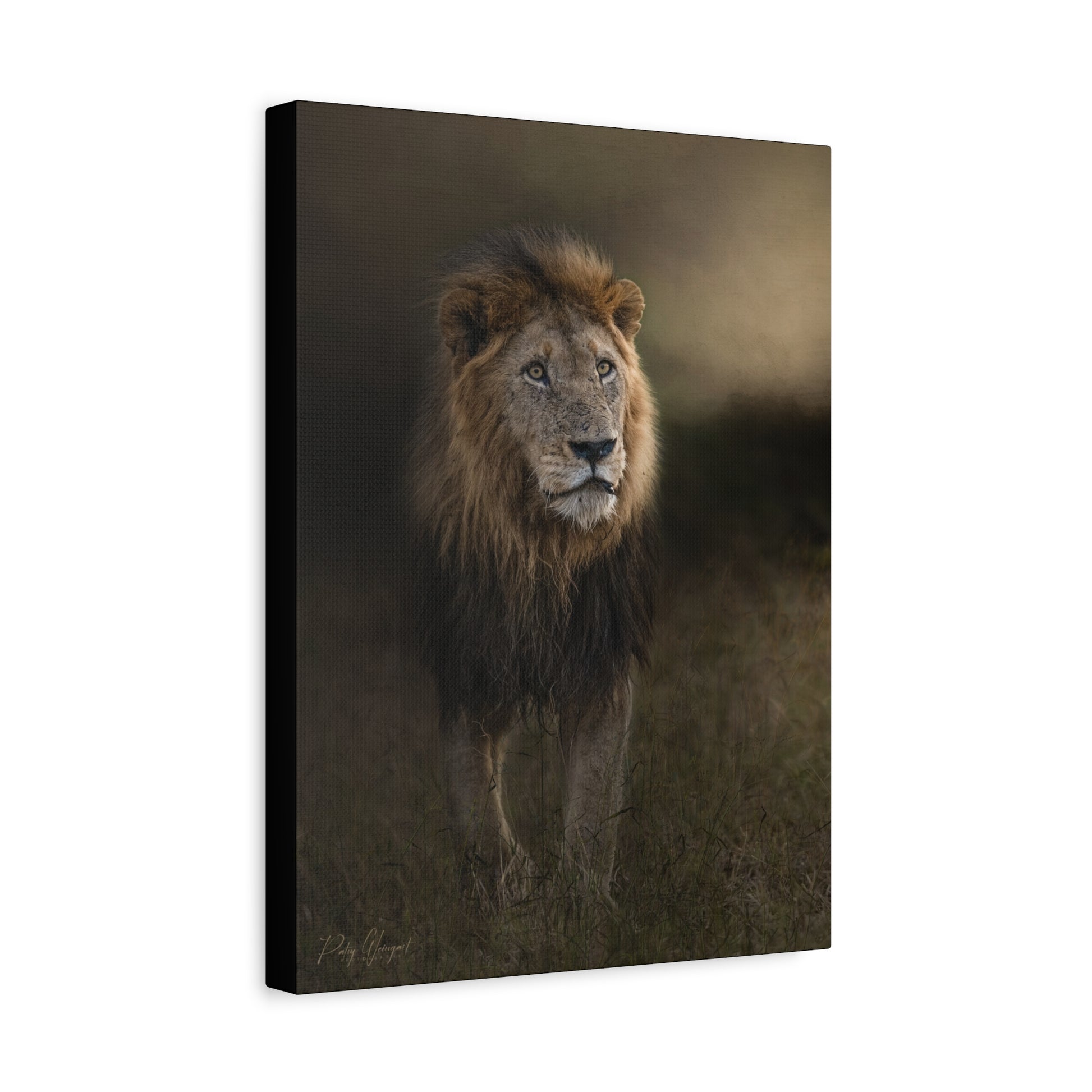 Under the Gathering Sky – Advancing Lion by Photographer Patsy Weingart