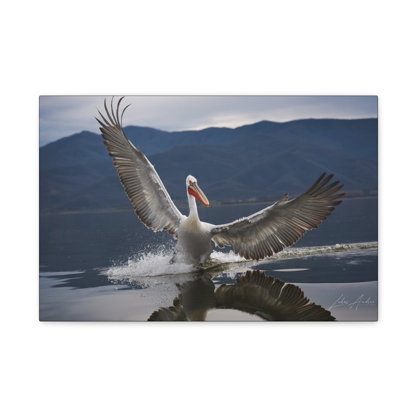 Pelican Gliding Over Still Water — By Photographer Lukas Andersen