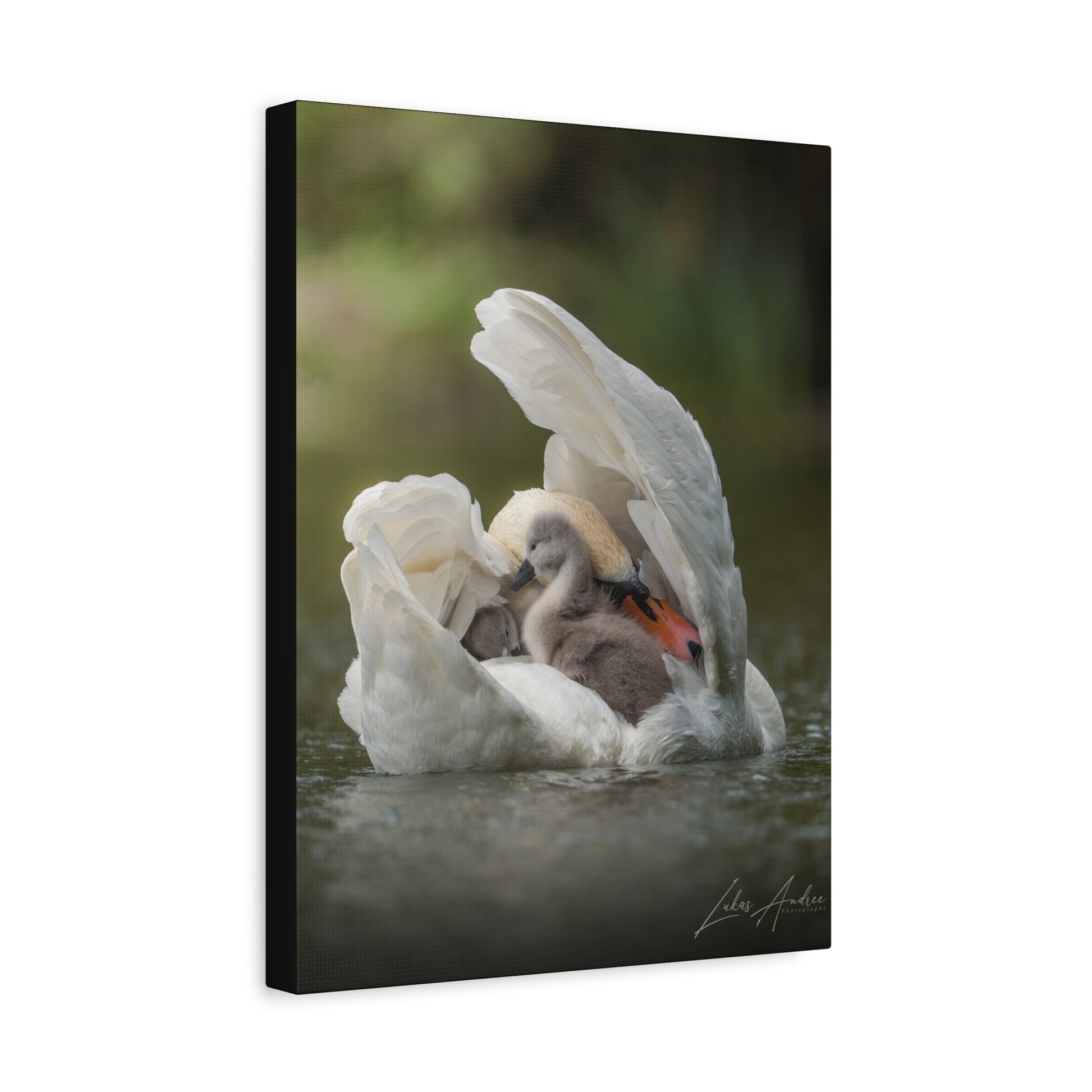 Swan Sheltering Two Cygnets – By Photographer Lukas Andersen