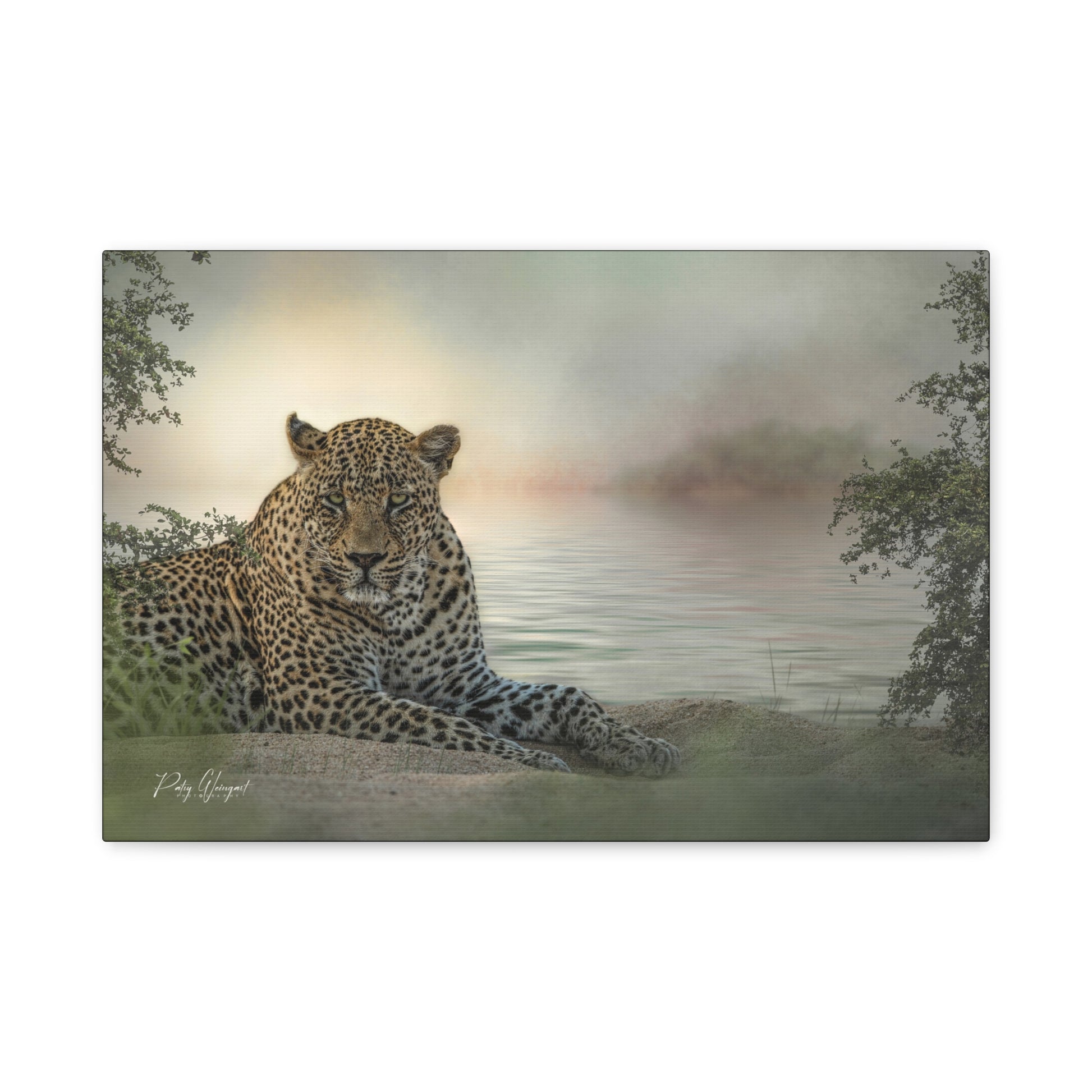 Leopard at the Water’s Edge – By Photographer Patsy Weingart