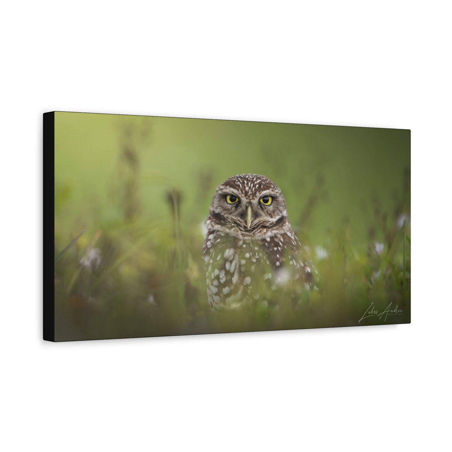 Curious Burrowing Owl – By Photographer Lukas Andersen
