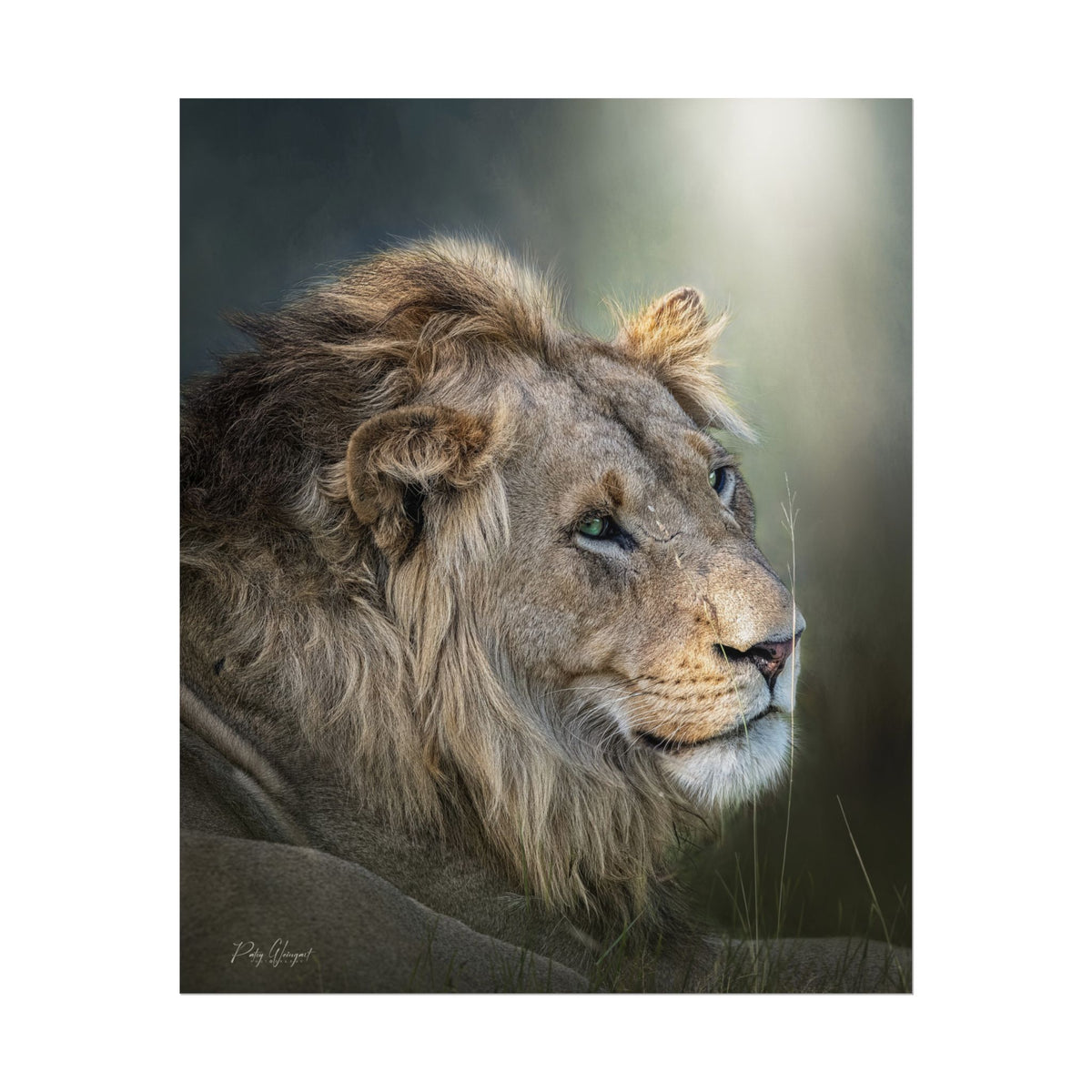 Lion's Gaze Fine Art Print | By Photographer Patsy Weingart