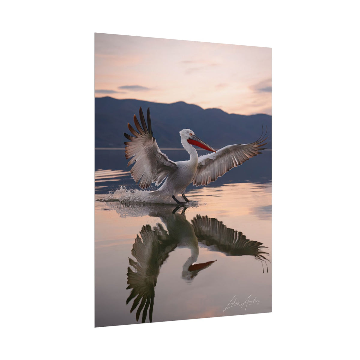 Pelican Landing Fine Art Print | By Photographer Lukas Andersen