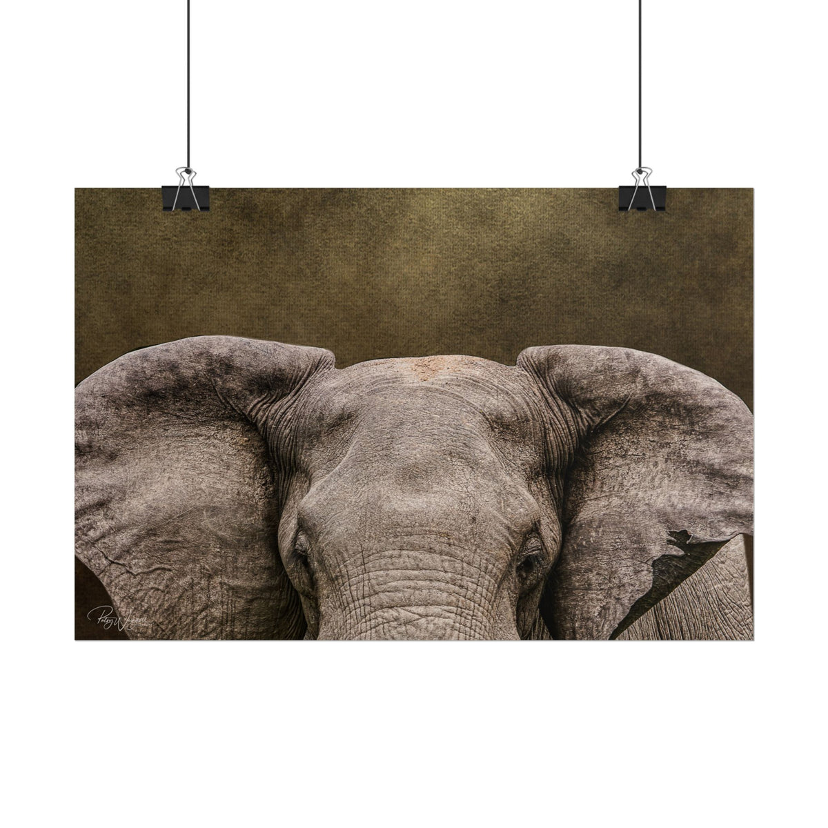 Elephant Portrait Fine Art Print | By Photographer Patsy Weingart