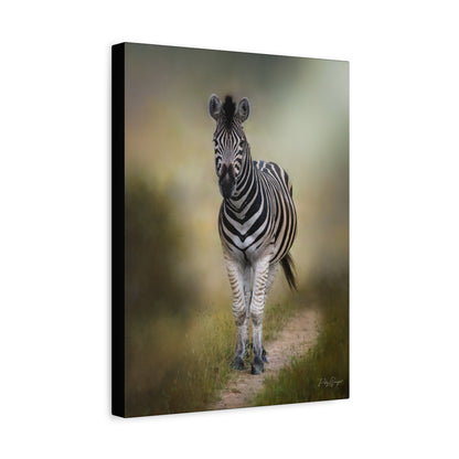 Zebra on the Path – By Photographer Patsy Weingart