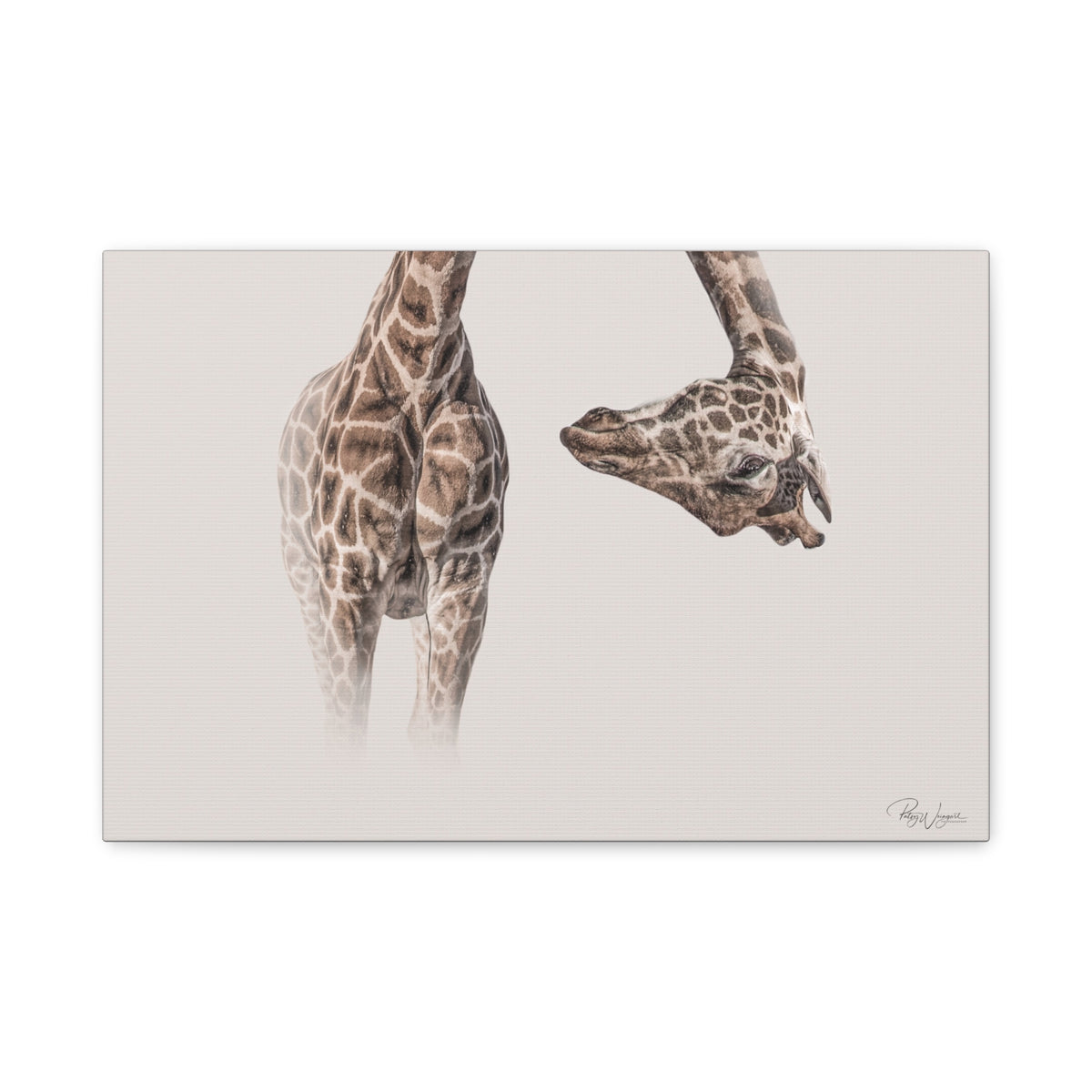Graceful Giraffe Bend — By Photographer Patsy Weingart