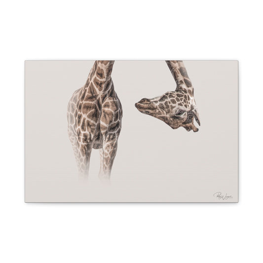 Graceful Giraffe Bend — By Photographer Patsy Weingart