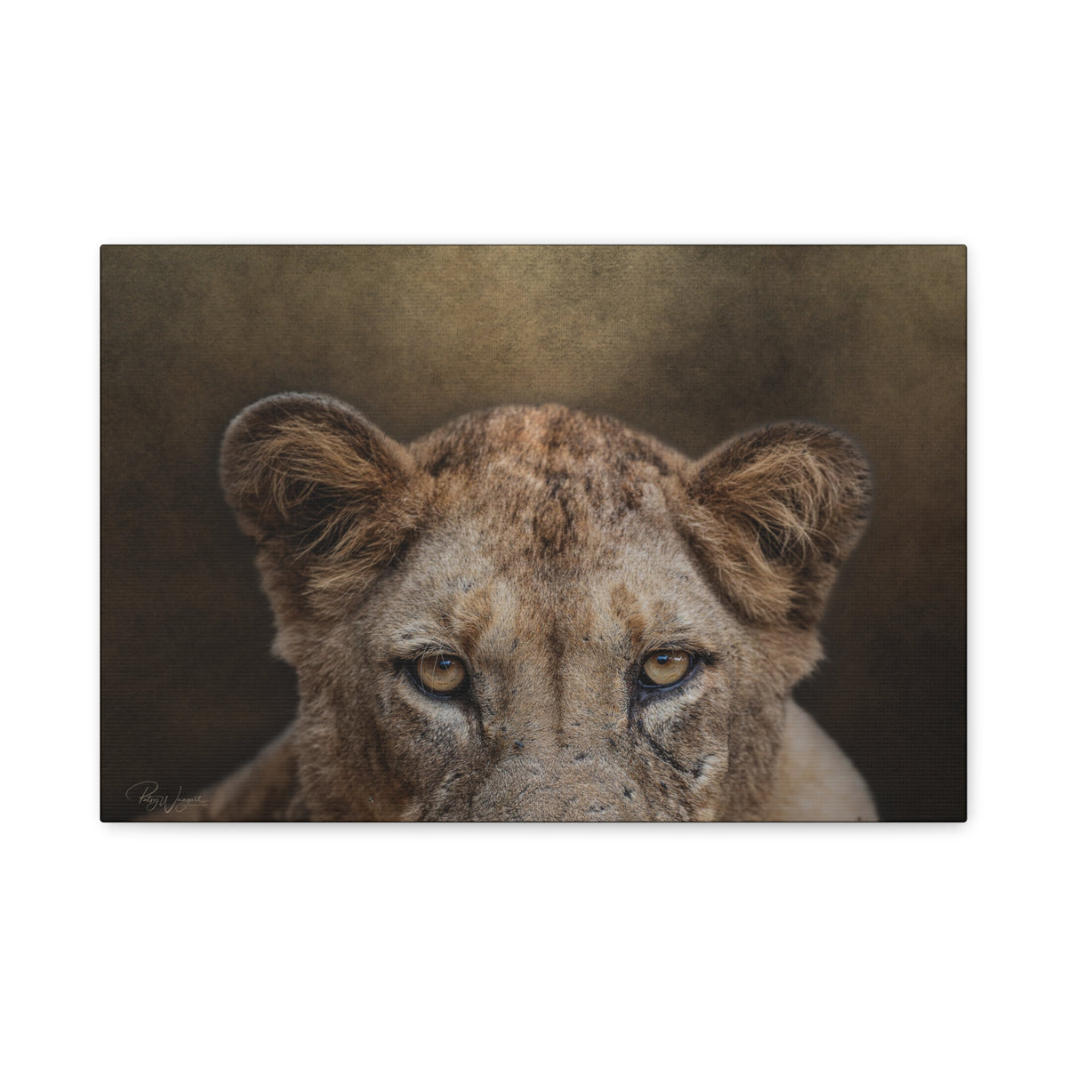 Lioness Portrait in Golden Light — By Photographer Patsy Weingart