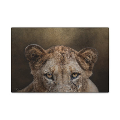 Lioness Portrait in Golden Light — By Photographer Patsy Weingart