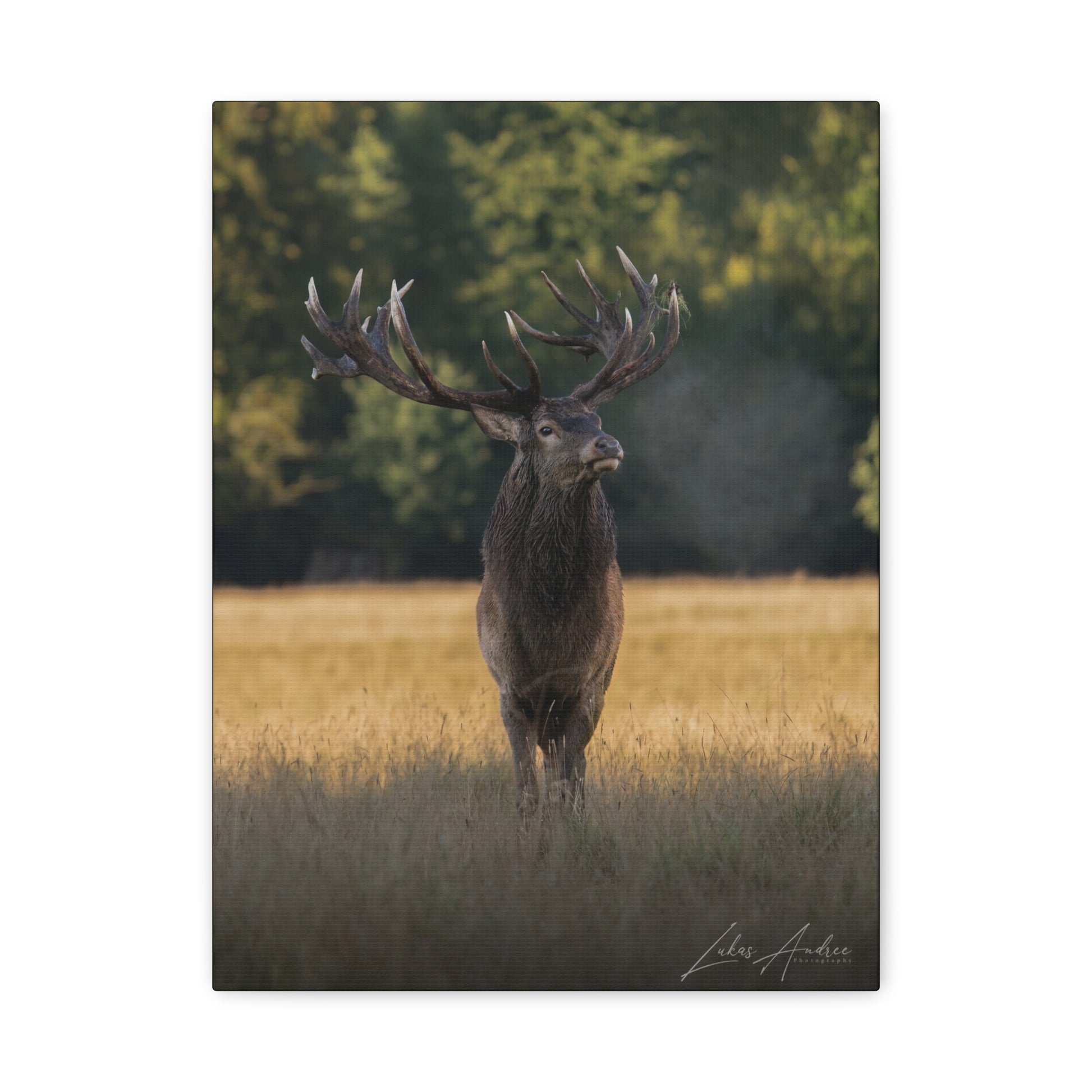 Red Stag in Golden Field — By Photographer Lukas Andersen