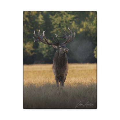 Red Stag in Golden Field — By Photographer Lukas Andersen