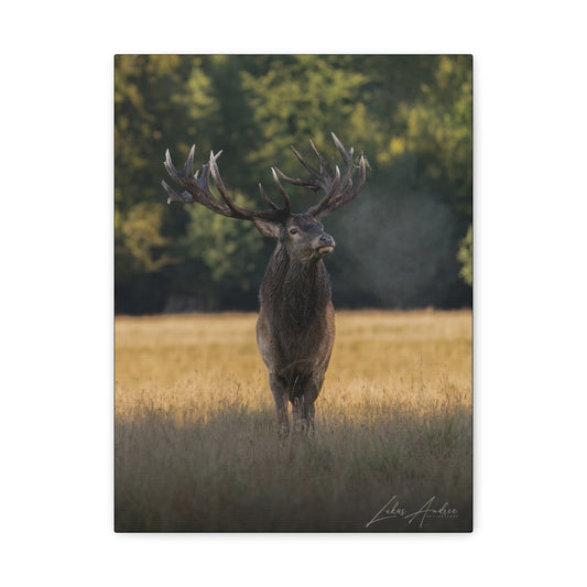 Red Stag in Golden Field — By Photographer Lukas Andersen