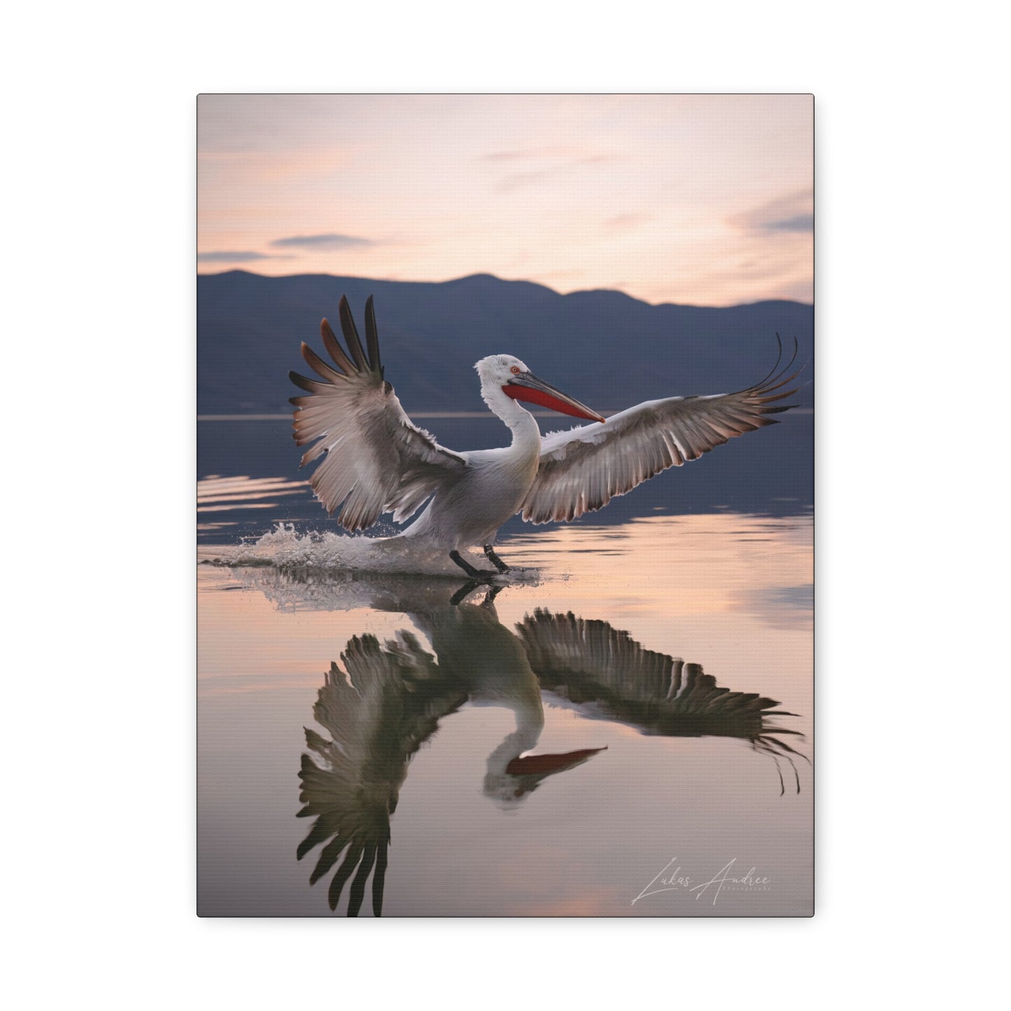 Pelican Touching Down at Dawn — By Photographer Lukas Andersen