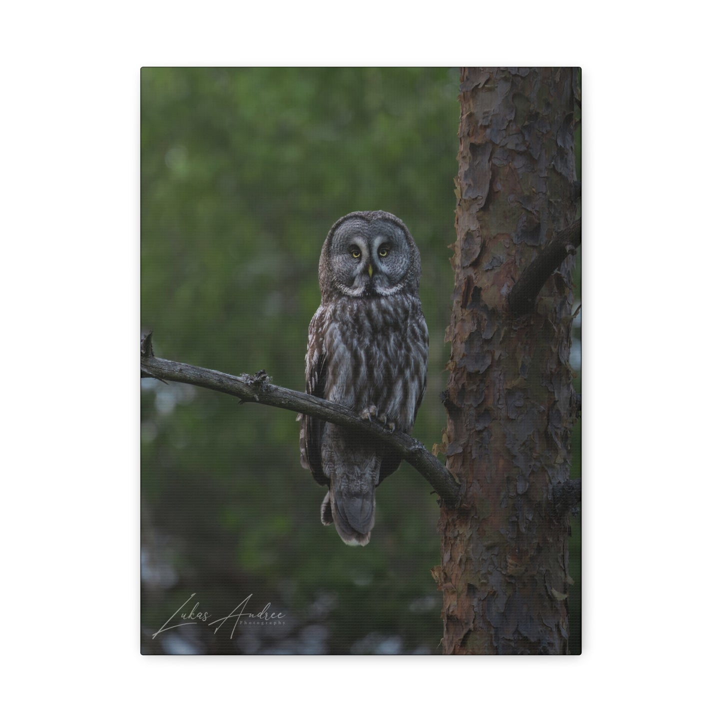 Great Gray Owl Portrait on Forest Branch – By Photographer Lukas Andersen
