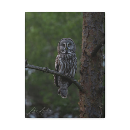 Great Gray Owl Portrait on Forest Branch – By Photographer Lukas Andersen