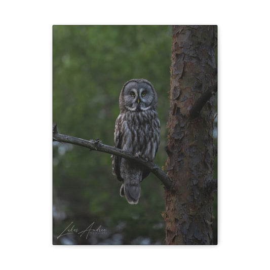 Great Gray Owl Portrait on Forest Branch – By Photographer Lukas Andersen