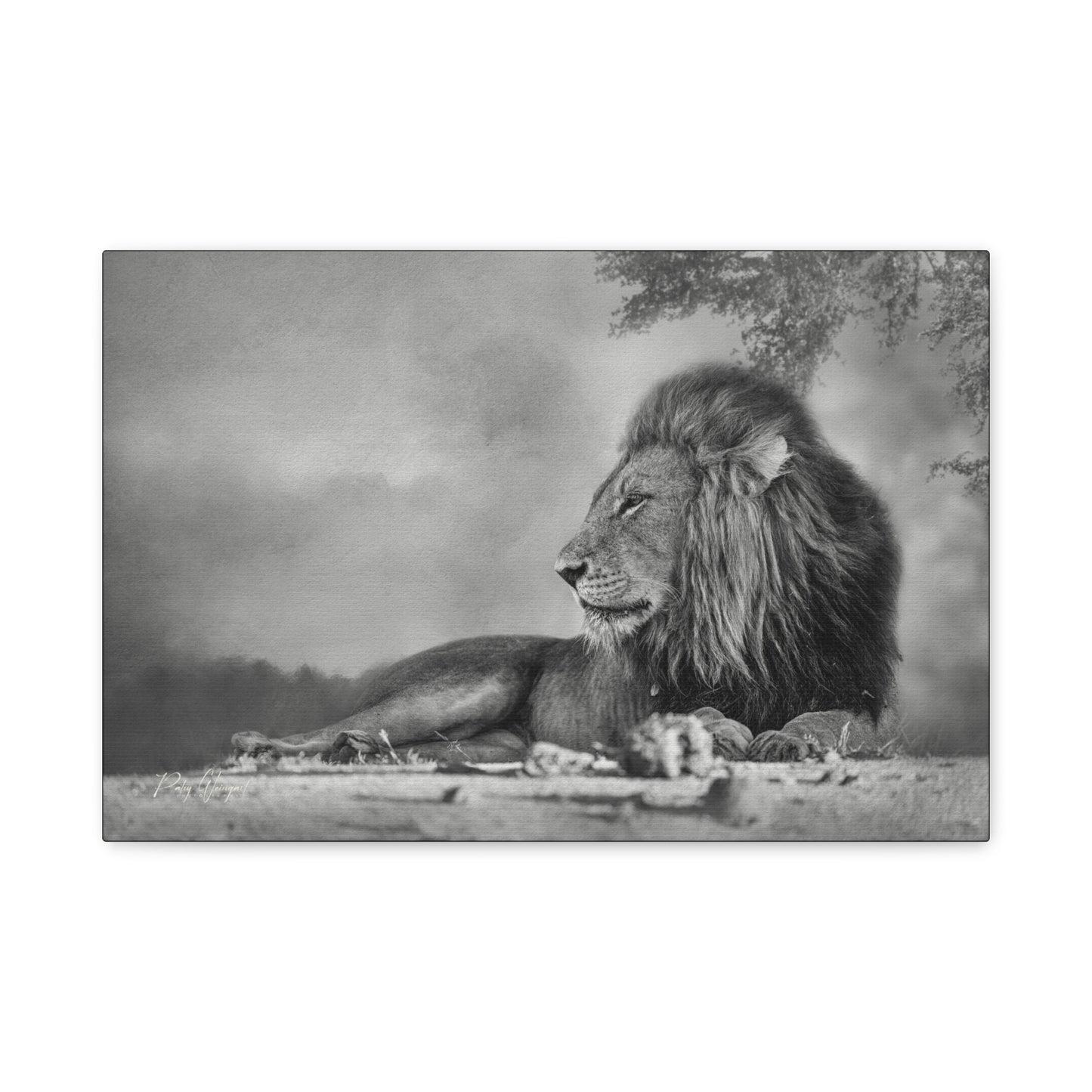 Shaded Monarch – Black and White Resting Lion by Photographer Patsy Weingart