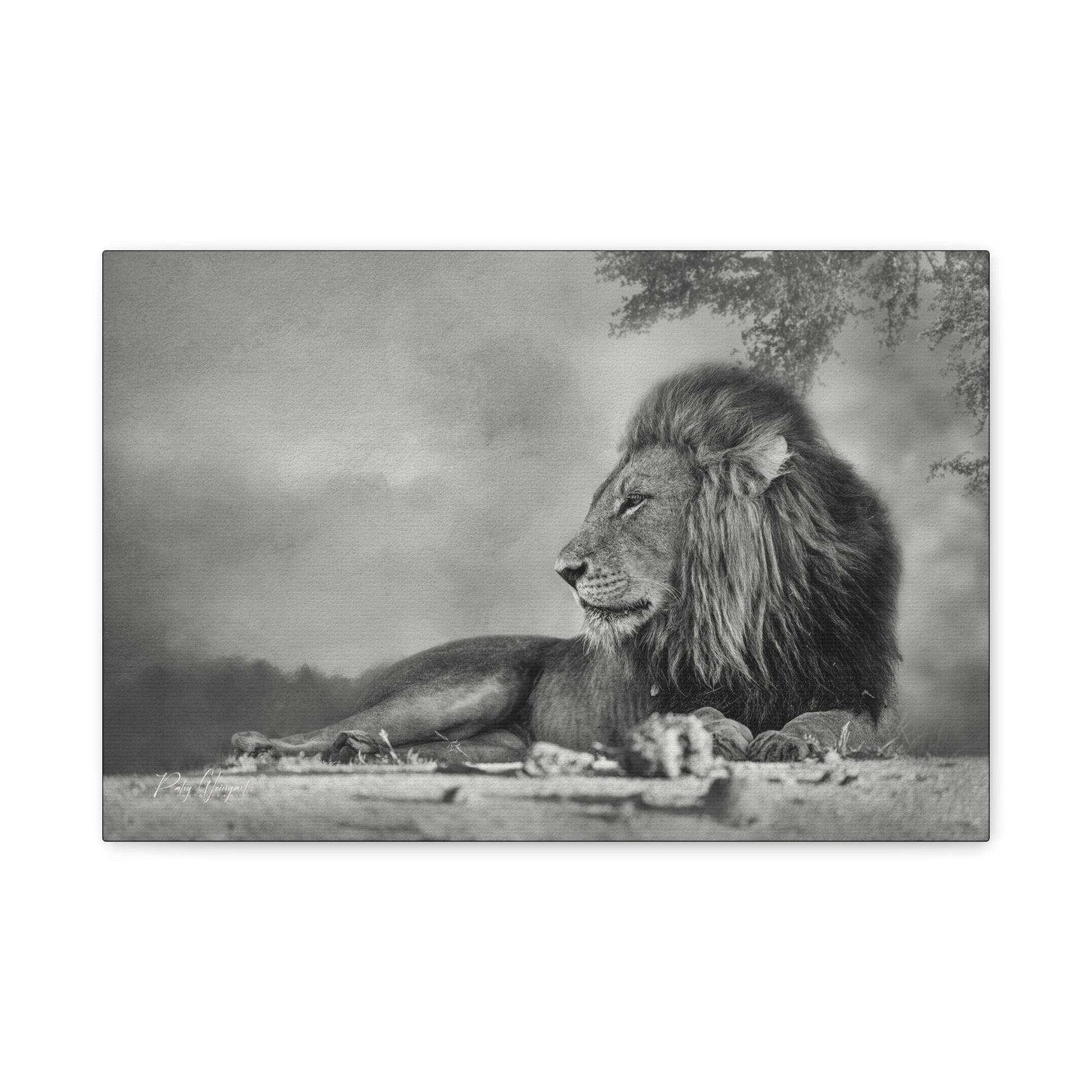 Shaded Monarch – Black and White Resting Lion by Photographer Patsy Weingart