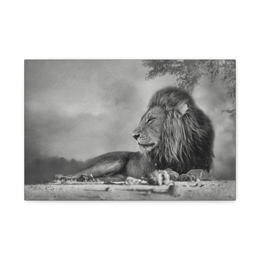 Shaded Monarch – Black and White Resting Lion by Photographer Patsy Weingart