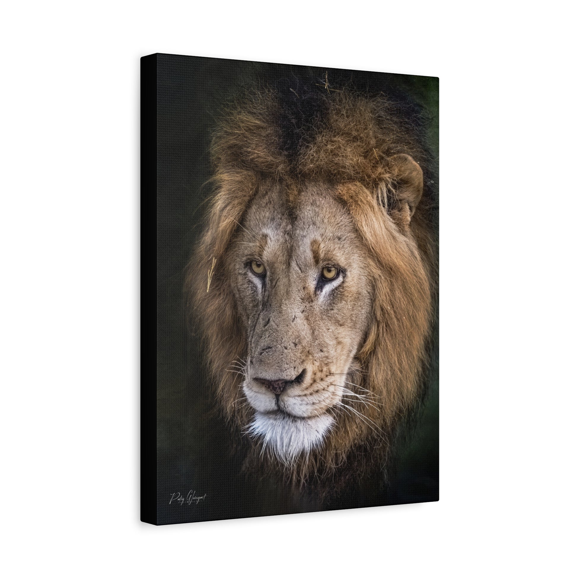 Male Lion Close‑Up in Shadow – By Photographer Patsy Weingart