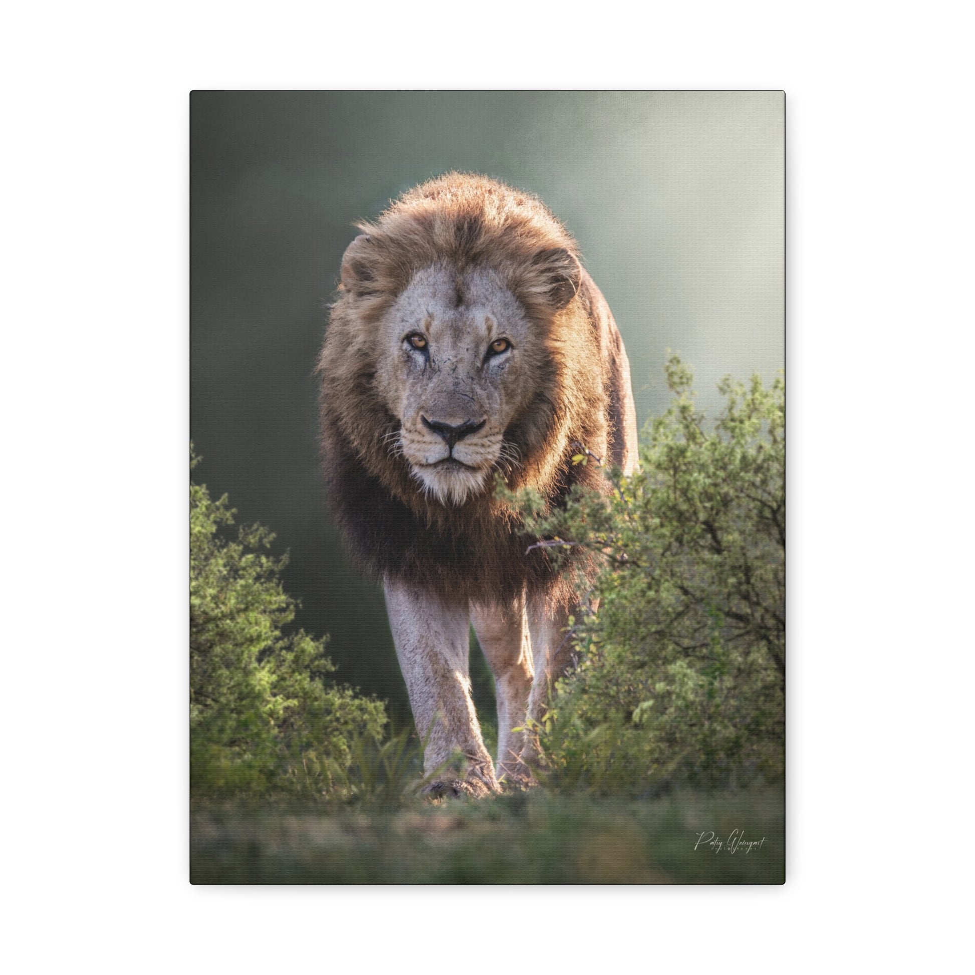King of the Wild – Lion Canvas Print by Photographer Patsy Weingart