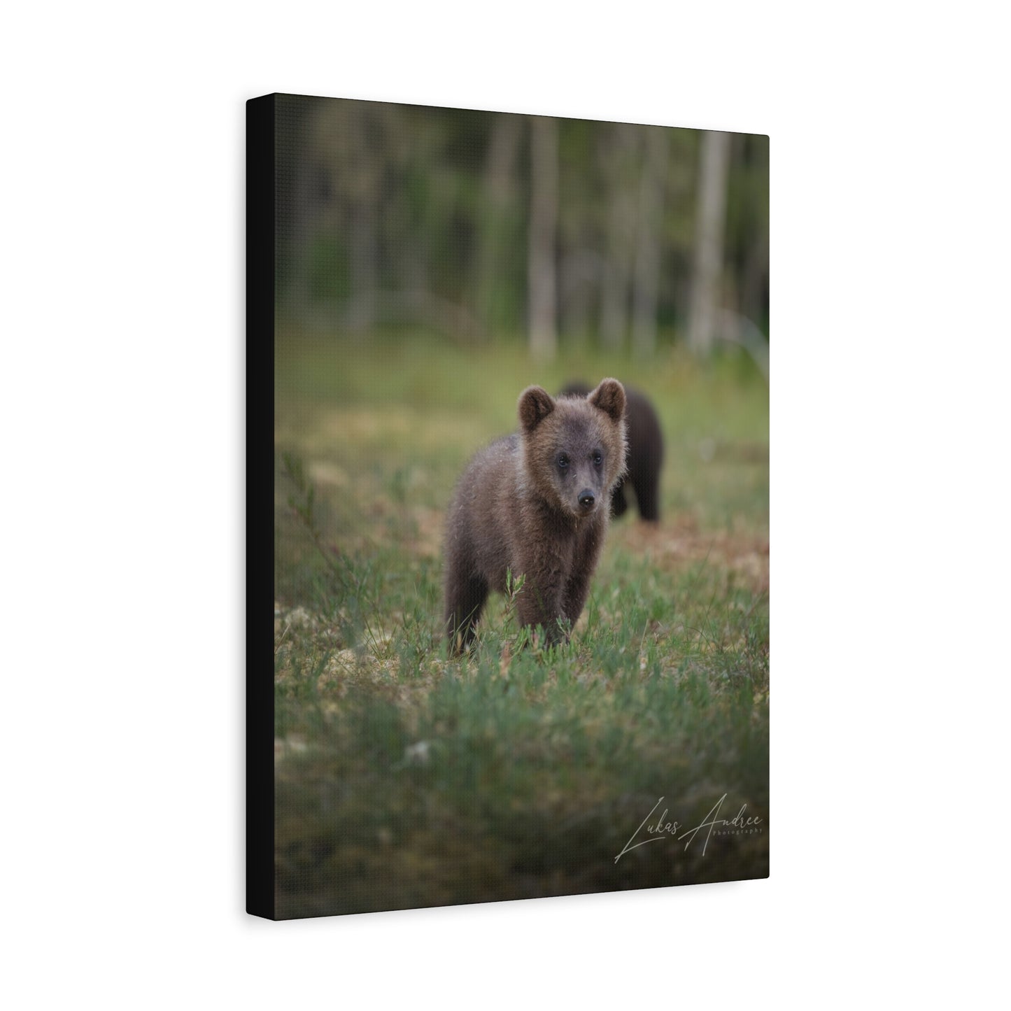 Curious Bear Cub in Forest Clearing – By Photographer Lukas Andersen