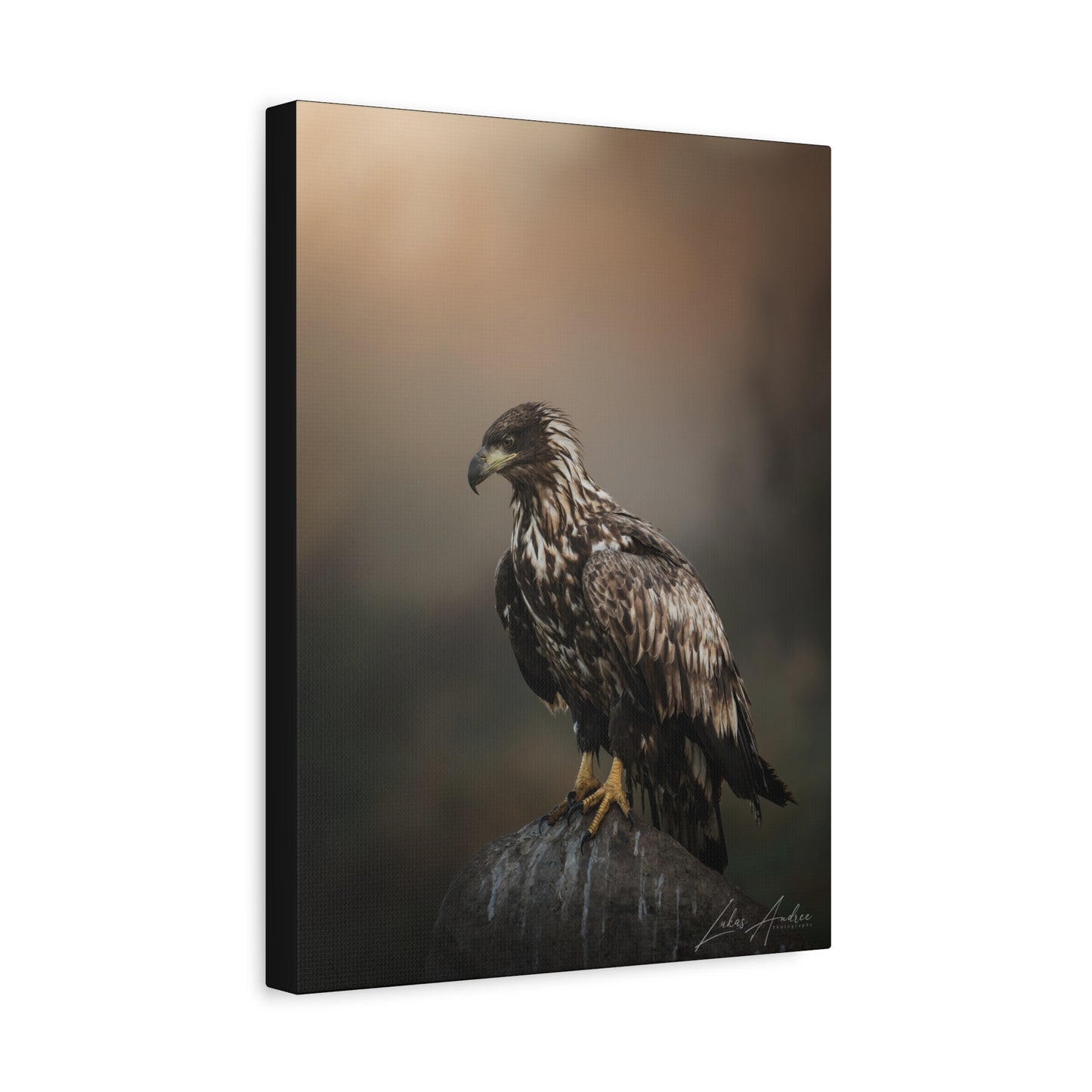White‑Tailed Eagle Juvenile on Rock — By Photographer Lukas Andersen
