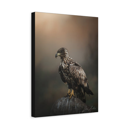 White‑Tailed Eagle Juvenile on Rock — By Photographer Lukas Andersen