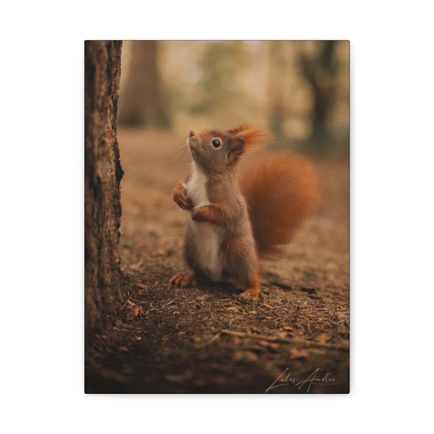 Red Squirrel Between Forest Trunks — By Photographer Lukas Andersen
