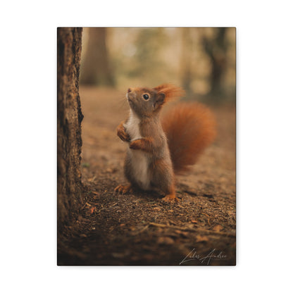 Red Squirrel Between Forest Trunks — By Photographer Lukas Andersen