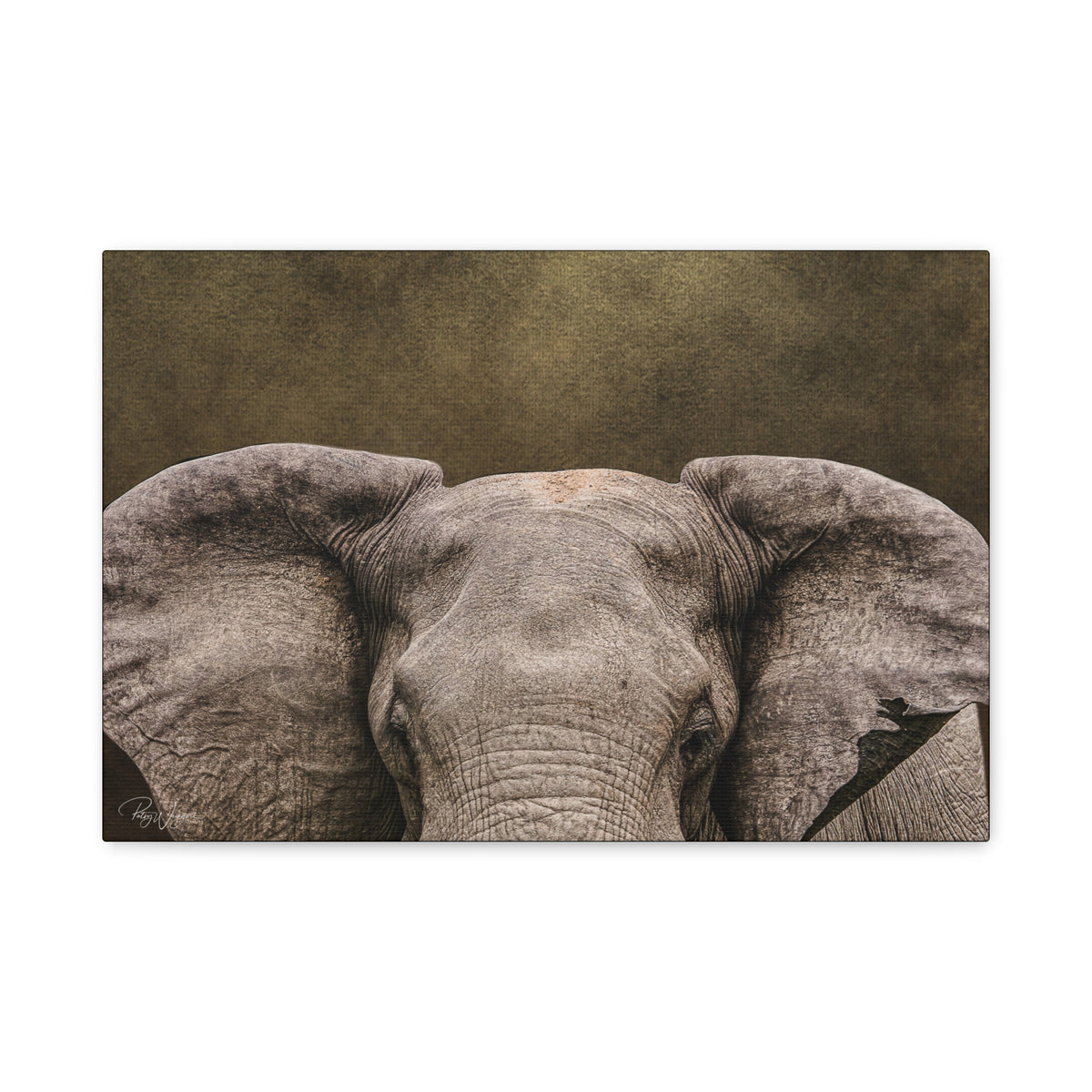 Elephant Portrait in Golden Light — By Photographer Patsy Weingart